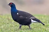 Хар хур