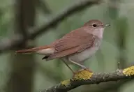 Зулбаран гургалдай