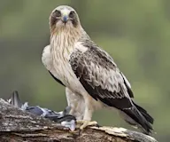 Бахим бүргэдэй
