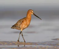 Азийн цууцил