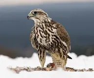 Идлэг шонхор