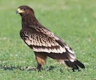 Бор бүргэд