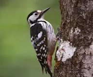 Хондлойцагаан тоншуур