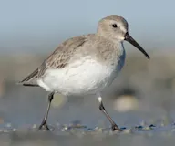 Хар элсэг