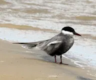 Цагааншанаа хараалзай