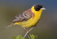 Хартолгой хөмрөг