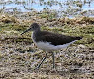 Сүүлцагаан хөгчүү