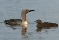 Улаангүеэ гахуун