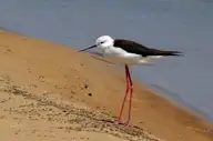 Эгэл хилэнжигүүр