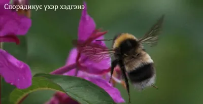 Спорадикус үхэр хэдгэнэ — зураг 1