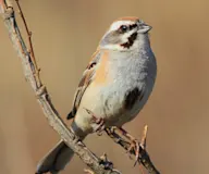 Янковскийн хөмрөг