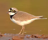 Нарийн хиазат