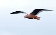 Хүзүүвчит ягаандай