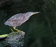 Бөртөт одойбух