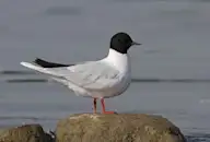 Хурган цахлай