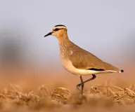 Хээрийн хавтгалж