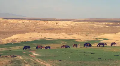 Наран даац — зураг 1