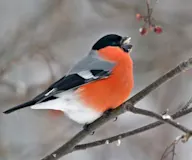 Эгэл зана