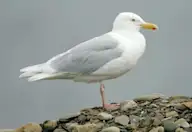 Мөсний цахлай