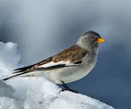 Цасны богшоодой