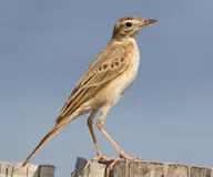 Хээрийн шийхнүүхэй
