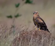Нугын хулд