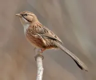 Бутны сонд