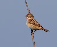 Цагаанхэвэлт хөмрөг