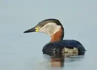 Буурал шунгуур