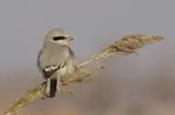 Хул дунхай