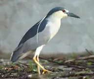 Ногоовор зашин