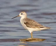 Бүрдний хөгчүү