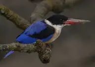 Хармагнай халуу