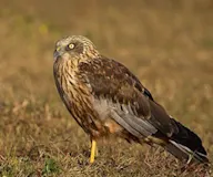 Намгийн хулд