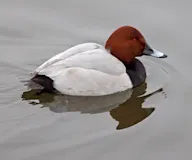 Улаанхүзүү шумбуур