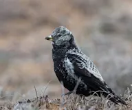 Харалдай