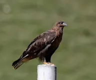 Шилийн сар
