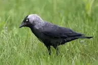 Харлаг хэрээ