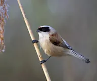 Бургасны ураншувуу