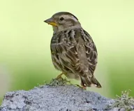 Хадны боршувуу