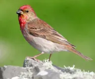 Улаавар бужмар