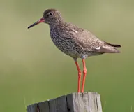 Улаанхөлт хөгчүү