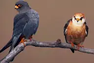 Турамтай шонхор