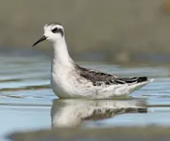 Нарийн сэлээхэй