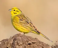 Алтан хөмрөг