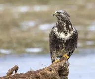 Тарлан сар