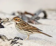 Борлог хөмрөг
