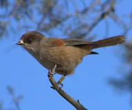 Хөвчийн дуудууш