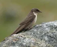 Харагчин хараацгай