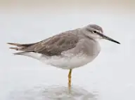 Буурал хөгчүүхэй